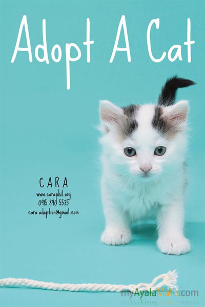 Adopt a Cat!